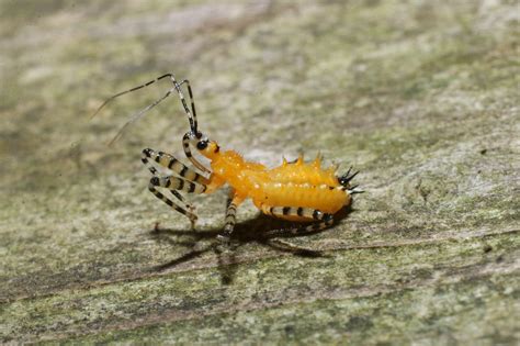 About Orange Assassin Bug - Maryland Biodiversity Project