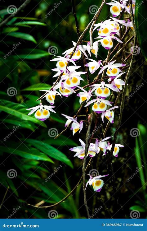 Wild orchids stock image. Image of closeup, nature, orchid - 36965987