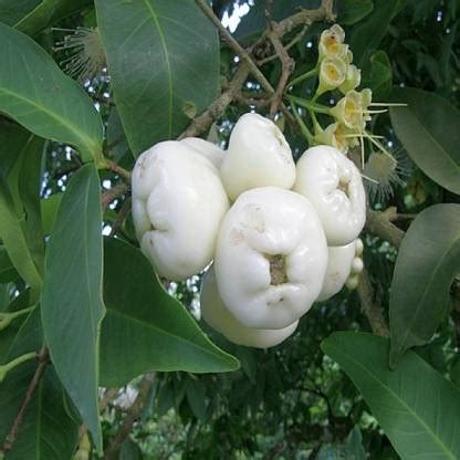 pb mandira plant Wax Apple White Wax Fruit Price in India - Buy pb ...