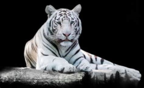 梦见白虎是怎么回事 梦见白虎有什么预兆 - 万年历