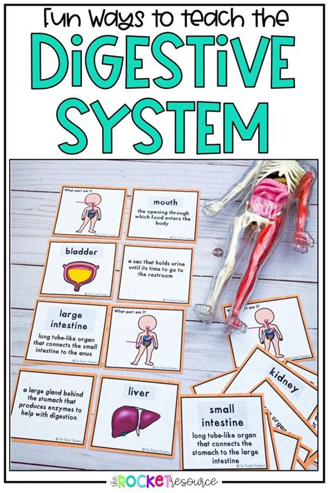 Image result for Digestive System Fun Activities