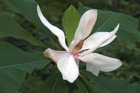 13 Stunning Types of Magnolia Trees and Shrubs for Your Landscape