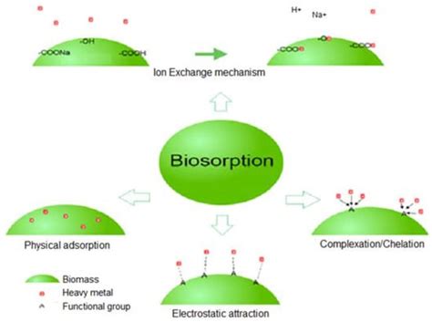 Biosorption: An Interplay between Marine Algae and Potentially Toxic ...