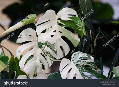 Albinism In Animals And Plants