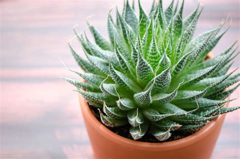 23 Different Types Of Aloe Vera To Grow In Containers | Engineering Discoveries