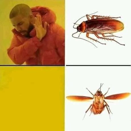 Flying Cockroach Meme 的图像结果