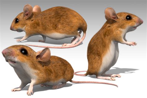 Image result for Unity Mouse