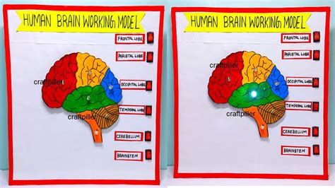 DIY Brain Model Projects 的图像结果