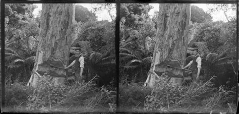Alfred Campbell felling [rimu?] tree ... | Items | National Library of ...