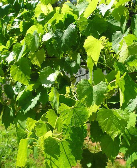 58 Companion Plants for Grapes