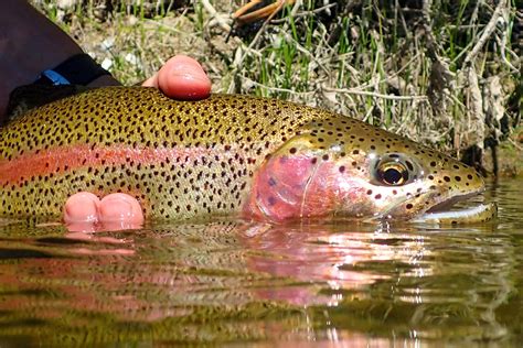 Discover the Largest Rainbow Trout Ever Caught - A-Z Animals