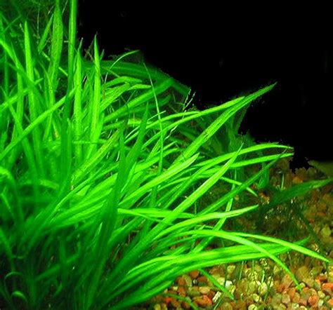 Image result for How to Trim a Java Fern