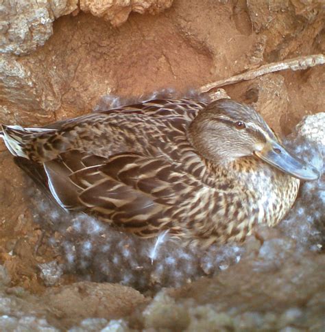 Image result for Brooding Bird