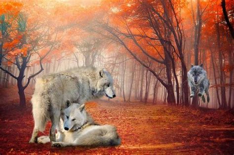 Beautiful Wolves Drawing 的图像结果