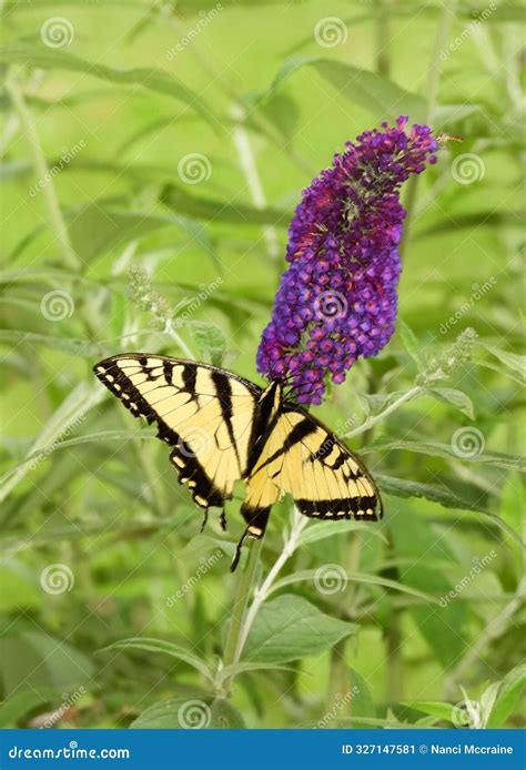 Male Eastern Tiger Swallowtail Butterfly on Purple Butterfly Bush ...