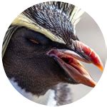 Meet the penguins at SeaWorld Yas Island, Abu Dhabi