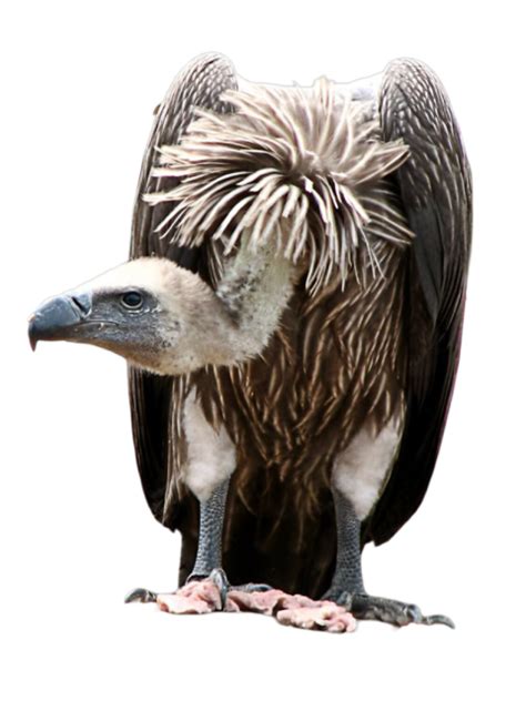 Vulture Silhouette PNG Images Free Download - Photo #2993 - BiNps PNG ...