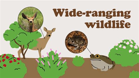 Anatomy of a Chaparral Ecosystem - TreePeople