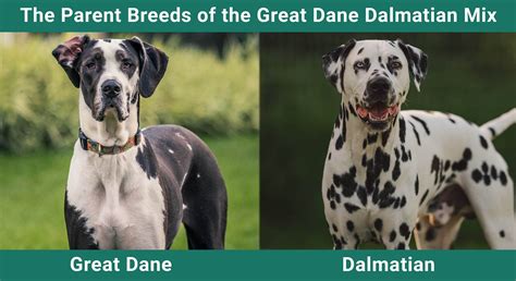 Great Dane Dalmatian Mix Breed: Info, Pictures, Temperament & More ...
