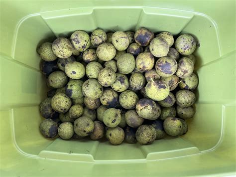 Unshelled Black Walnuts