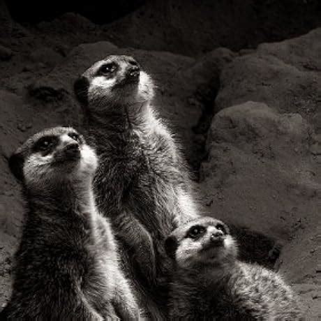 Buy The Art of Explanation: How to Communicate with Clarity and ...