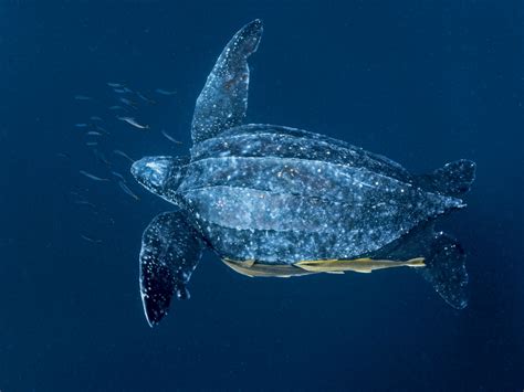 Deep Sea Turtles 8,342 Deep Sea Turtle Stock Photos Free