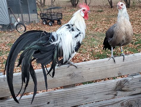 Livestock Product Evaluation at Wanda Hatton blog