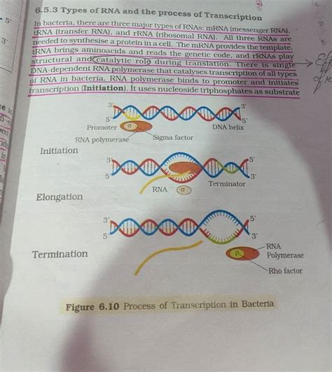 6.5.3 Types of RNA and the process of Transcription In bacteria, there ar..