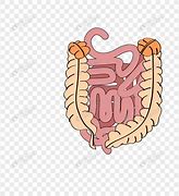 Image result for gastrointestinal 胃肠道的