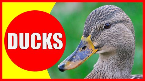 Duck Facts for Kids - Information about Ducks - Kiddopedia