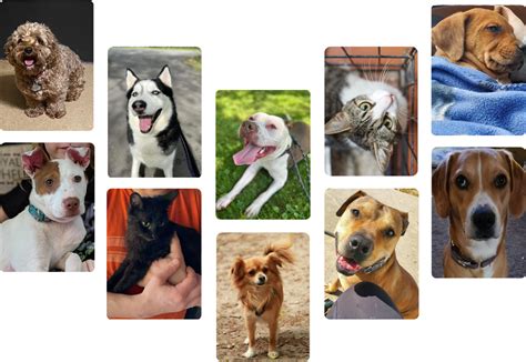 The Healthy Hearts and Paws Project - Healthy Hearts and Paws Project