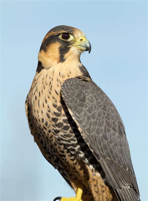Different Falcon Birds at Gustavo Bishop blog