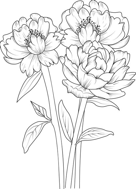 Peony flower sketch art. Black outline drawing is perfect for coloring ...