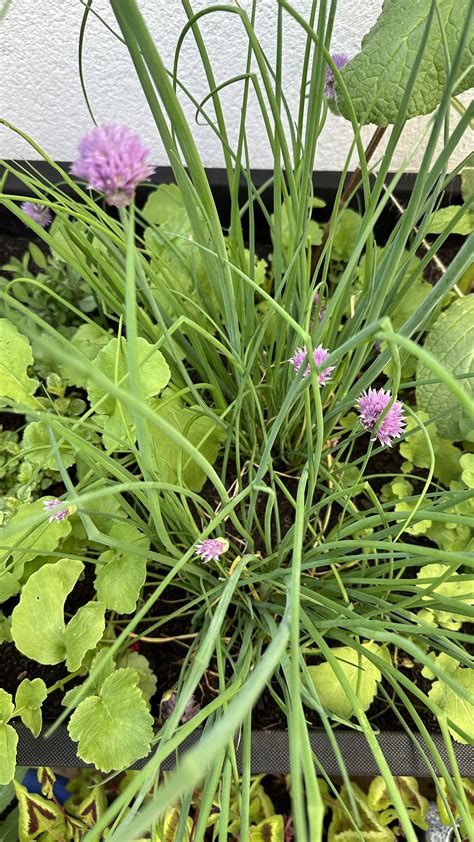 The Best Chive Companion Plants — Meadowlark Journal