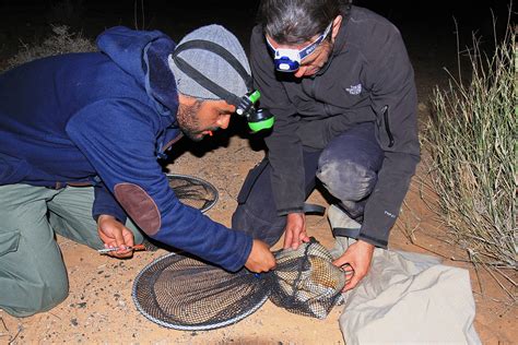 Shining a spotlight on the wide-roaming sand cat ‘king of the desert’