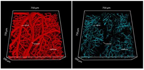 Blood–Brain Barrier Transport of Transferrin Receptor-Targeted ...