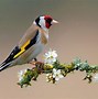 Image result for Spring Animals Screensavers
