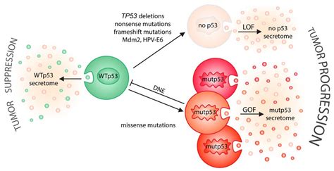 Extracellular Vesicles: Messengers of p53 in Tumor–Stroma Communication ...