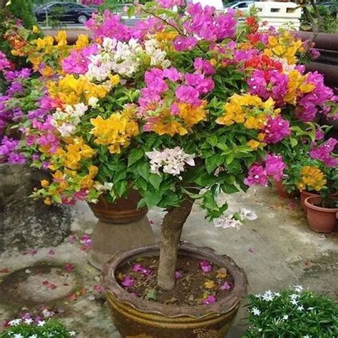 Plantify Multi Color Grafting Bougainvillea Plant (5-6 Grafting) Price ...