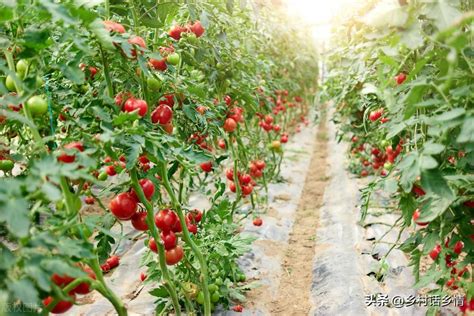 3月份，10种蔬菜可以种植，易存活，5-6月收获，菜农们别错过_腾讯新闻