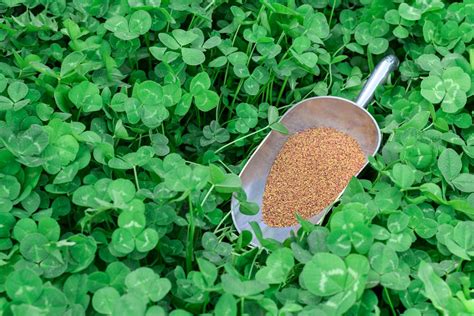 9 Reasons to Choose a Clover Lawn Instead of Grass