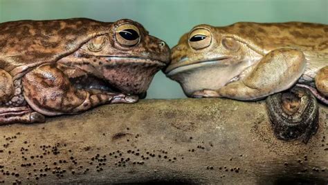 Where Do Tree Frogs Live? What People Don't Tell You