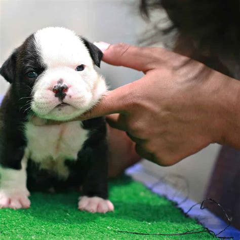 FunnyLand: Understand and treat 9 common American Bully health issues