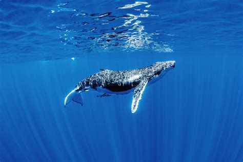 How Deep Whales Can Dive at Roy Wall blog