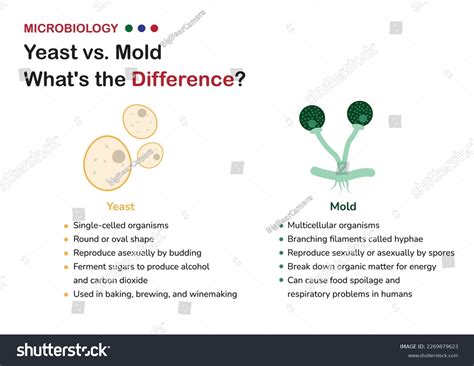 Difference Between Yeast And Mold Microbe Online - Free Word Template