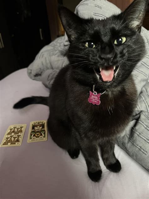 What does it mean when your Void interrupts your tarot reading? She won ...