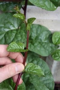WILLVINE Red Malabar Spinach [Guyanese Thick Leaf Callaloo] Fast ...