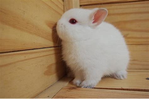 给黑白色的兔子起什么名字介绍(给黑白色的兔子起什么名字具体内容如何)_公会界