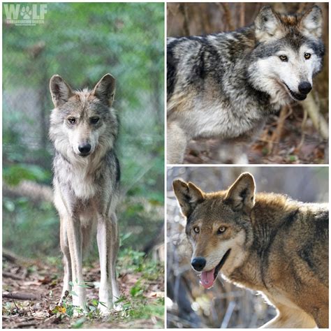 Types Of Wolves Pictures
