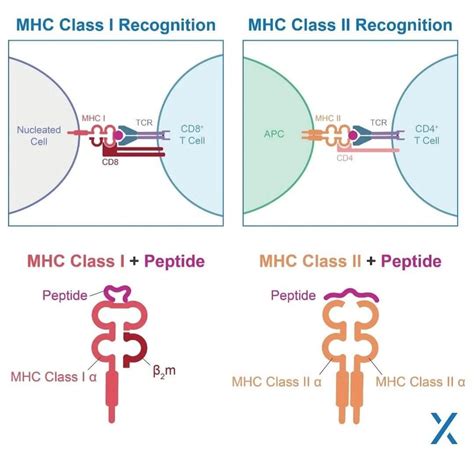 The adaptive immune system relies on major histocompatibility complex ...